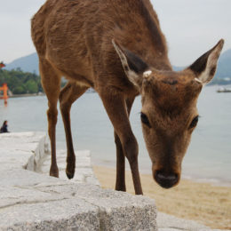 Deer