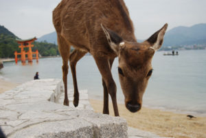 Miyajima Island, Japan | Photography by Jenny S.W. Lee