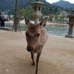 Deer