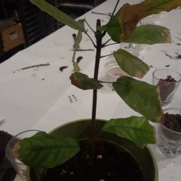 Cacao plant