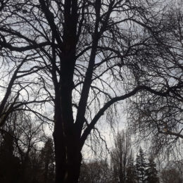 Volunteer Park Seattle | Photography by Jenny S.W. Lee