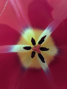 Tulip | Photography by Jenny SW Lee