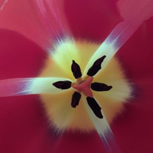 Tulip