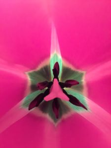 Tulip | Photography by Jenny SW Lee