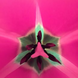 Tulip