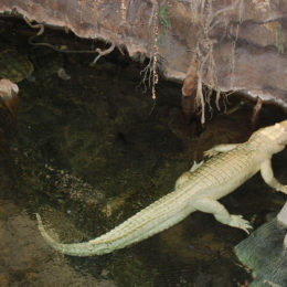 California Academy of Sciences