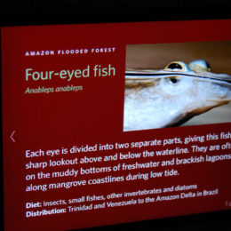 California Academy of Sciences