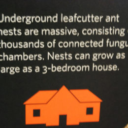 California Academy of Sciences