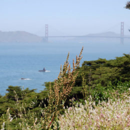 Golden Gate Bridge