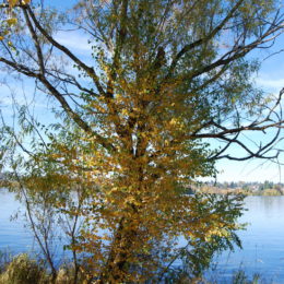Green Lake Park, Seattle, WA (November 2019) | Jenny SW Lee
