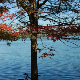 Green Lake Park, Seattle, WA (November 2019) | Jenny SW Lee
