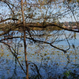 Green Lake Park, Seattle, WA (November 2019) | Jenny SW Lee