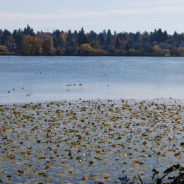 Green Lake Park, Seattle, WA (November 2019) | Jenny SW Lee