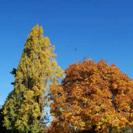 Green Lake Park, Seattle, WA (November 2019) | Jenny SW Lee