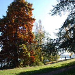 Green Lake Park, Seattle, WA (November 2019) | Jenny SW Lee