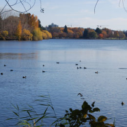 Green Lake Park, Seattle, WA (November 2019) | Jenny SW Lee