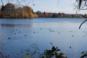 Green Lake Park, Seattle, WA (November 2019) | Jenny SW Lee