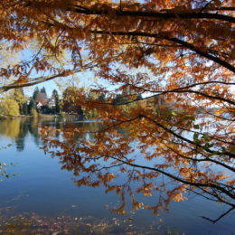 Green Lake Park, Seattle, WA (November 2019) | Jenny SW Lee