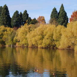 Green Lake Park, Seattle, WA (November 2019) | Jenny SW Lee