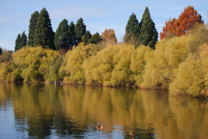 Green Lake Park, Seattle, WA (November 2019) | Jenny SW Lee