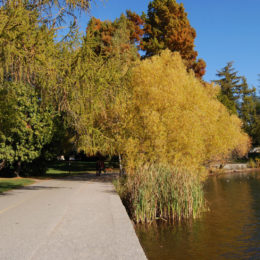Green Lake Park, Seattle, WA (November 2019) | Jenny SW Lee