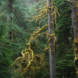 Olympic National Park | Photography by Jenny SW Lee