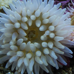 Seattle Aquarium | Photography by Jenny S.W. Lee