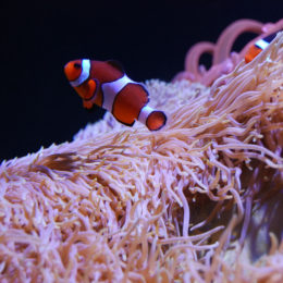 Clown anemonefish and Carpet anemone