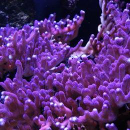 Club finger coral