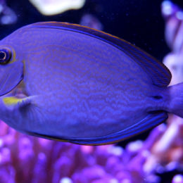 Seattle Aquarium | Photography by Jenny S.W. Lee