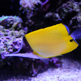 Longnose butterflyfish