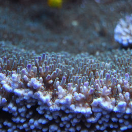 Toadstool leather coral