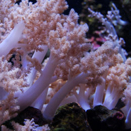 Tree coral