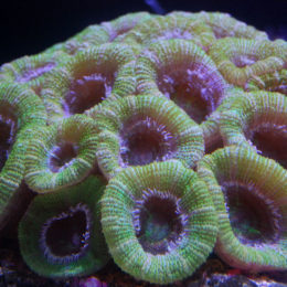 Open brain coral