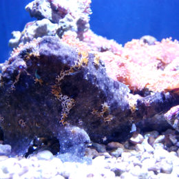 Giant frogfish