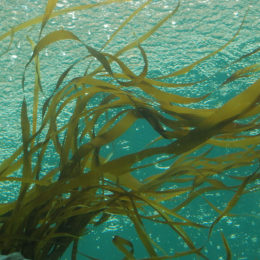 Kelp