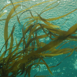 Kelp