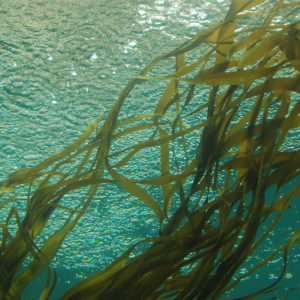 Kelp at Seattle Aquarium | Photography by Jenny SW Lee