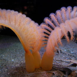 Seattle Aquarium | Photography by Jenny S.W. Lee