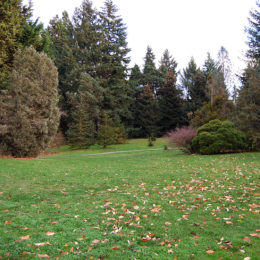 Washington Park Arboretum | Photography by Jenny S.W. Lee