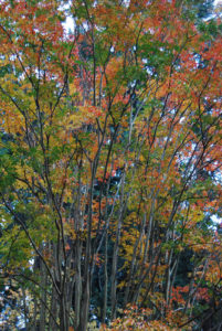 Washington Park Arboretum | Photography by Jenny S.W. Lee