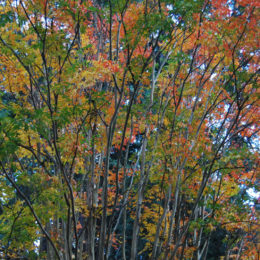 Washington Park Arboretum | Photography by Jenny S.W. Lee