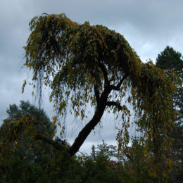 Washington Park Arboretum | Photography by Jenny S.W. Lee