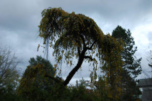 Washington Park Arboretum | Photography by Jenny S.W. Lee
