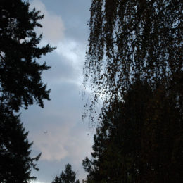 Washington Park Arboretum | Photography by Jenny S.W. Lee