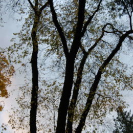 Washington Park Arboretum | Photography by Jenny S.W. Lee