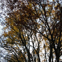 Washington Park Arboretum | Photography by Jenny S.W. Lee