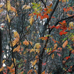 Washington Park Arboretum | Photography by Jenny S.W. Lee
