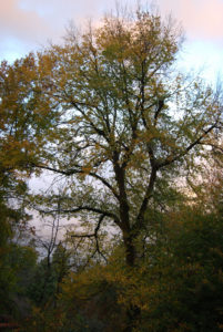 Washington Park Arboretum | Photography by Jenny S.W. Lee