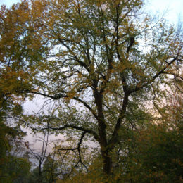 Washington Park Arboretum | Photography by Jenny S.W. Lee